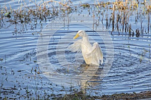 White Duck Bathing