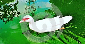 White Duck