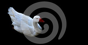 White duck on black background.