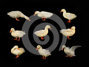 white duck on black background