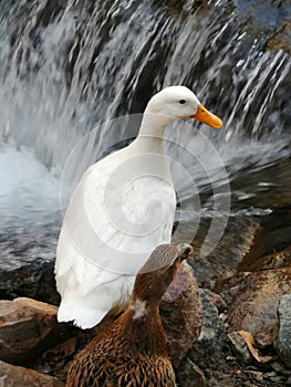 A white duck and a brown duck on the side of the river