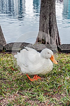 The white duck that we can find ate Eola ake Park, Downtown Orlando, called Pekin or White Pekin, is an American breed of domestic