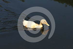 White duck. Cute baby duck. Young white ducks swimming in the water in the lake. Ducklings swim in the pond. Baby of a white duck.