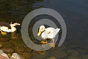 White duck. Cute baby duck. Young white ducks swimming in the water in the lake. Ducklings swim in the pond. Baby of a white duck.