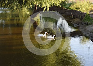 White Duck Family at Lindo Lake Park in Lakeside, California near San Diego