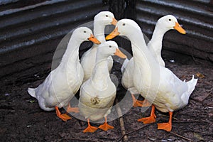 White Duck Farm