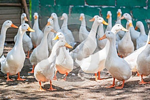 White duck in farm