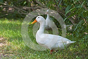 White duck in a farm