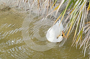 A white duck is feather pecking