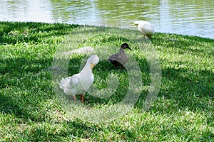 A white duck is feather pecking