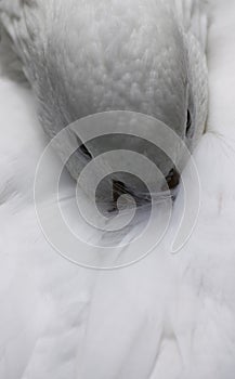 White duck feathers