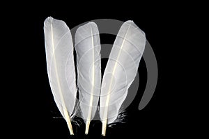 White Duck Feathers on a Black Background