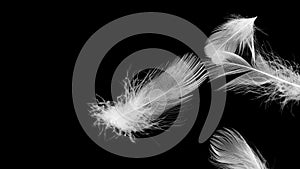 White duck feathers on a black isolated background