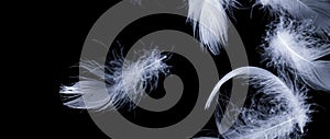 White duck feathers on a black isolated background