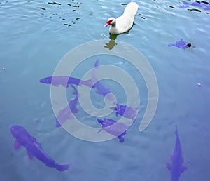 White duck and fish