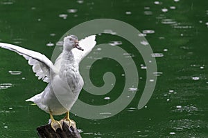White duck Flapping its wings on wooden pole, green waters
