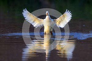 White duck with full span of wings