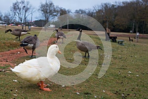 White duck among a gaggle of Canadian geese