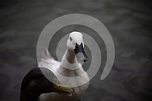 White duck and group of ducks on a pond