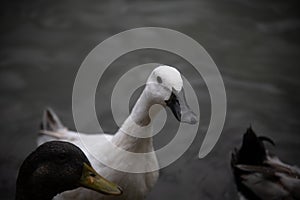 White duck and group of ducks on a pond