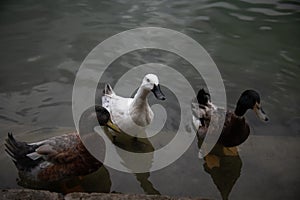 White duck and group of ducks on a pond