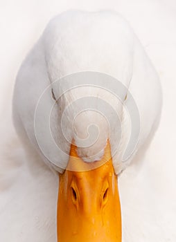 White Duck Hi-Key Close-up Portrait