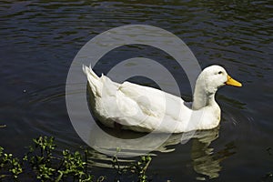 The White Duck on the Lake