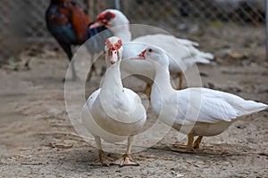 The white duck in nature farm thailand