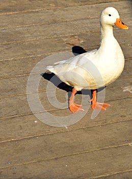 White duck with orange beek waddling on photo