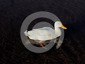 A white duck