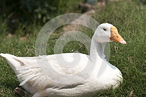 White duck in the park