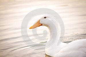 White Duck Peking