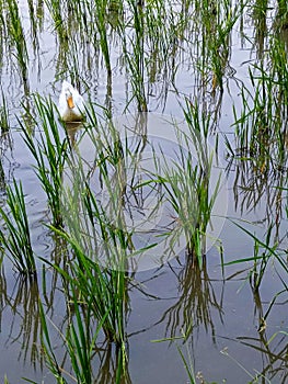 a white duck playing in the rice field photo