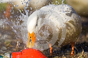 White duck playing in the water.