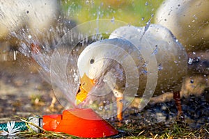 White duck playing in the water.