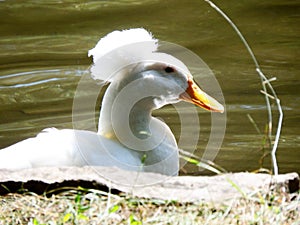 White duck with a pompom swimming