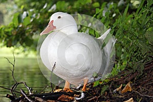 White duck pond in summer