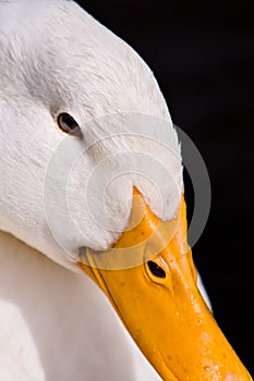 White Duck Portrait on Black Background
