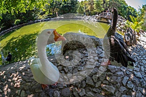 White duck is posing at the small artificial lake in the National Garden of Athens - Greece. It is a public park in the center of