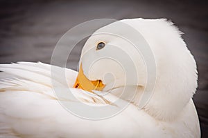 White Duck Preening Itself