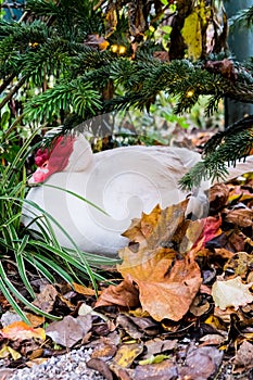 White duck with red face under Christmas tree in Copenhagen, Denmark. Hiding in autumn leaves and grass on a European Christmas