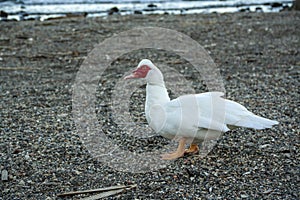 white duck with a red head
