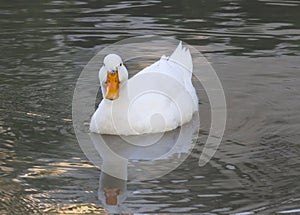 White duck with reflection in the water