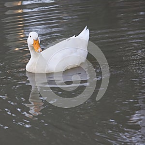 White duck with reflection in the water