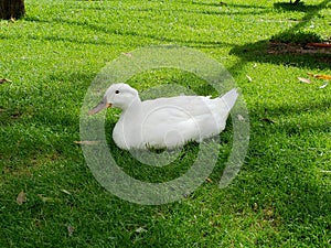 white duck resting in the green pasture