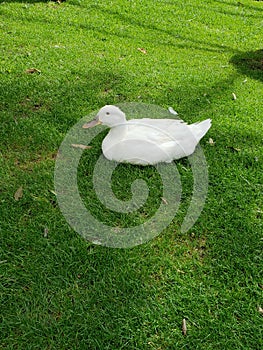 white duck resting in the green pasture