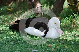 White Duck Resting in the Shadey Grass