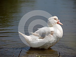 White duck on the river