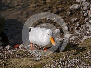 White duck on the shore