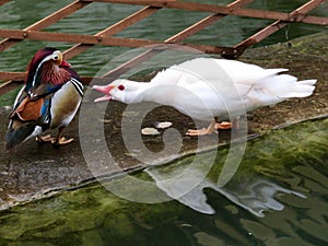 White duck showing agression towards a Carolina Wood duck photo